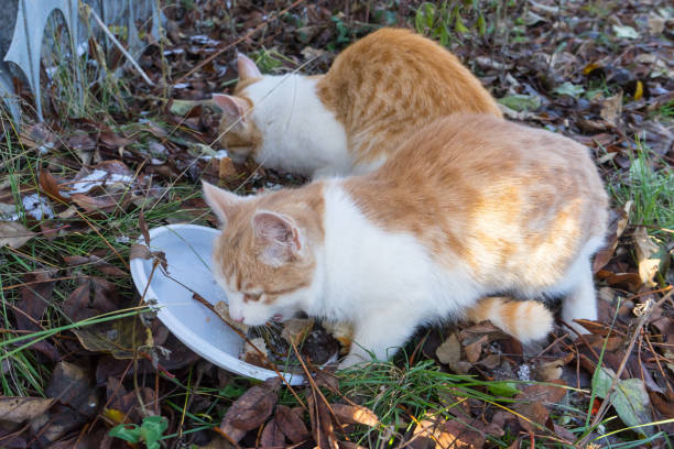 istock Two homeless white-red kitten greedily eat the bread from a plastic bowl 1044800190