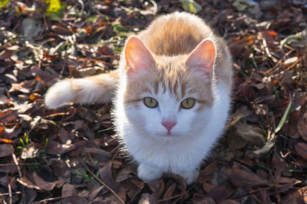 istock Homeless white-red kitten sitting on fallen leaves 1044800314