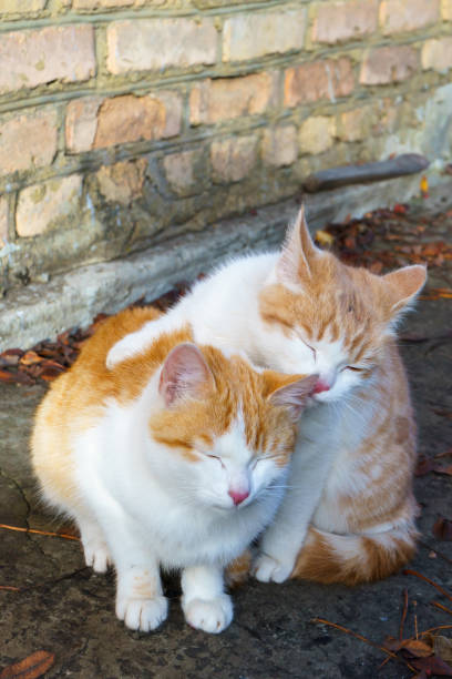 istock Two little homeless white-red kitten licking each other 1044800524