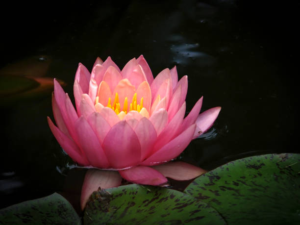 água laranja por do sol do perry lírio no sol. a nymphaea refletida em um lago com um fundo verde escuro. - lotus reflection flower single flower - fotografias e filmes do acervo