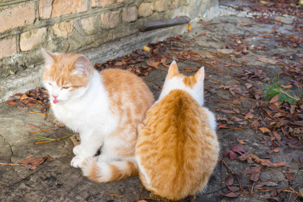 istock Two little homeless ginger and white kitten bask together 1044800754