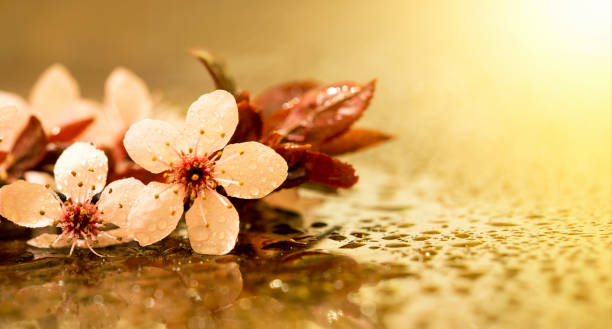 istock Fresh pink flower - web banner, background idea 1044801086