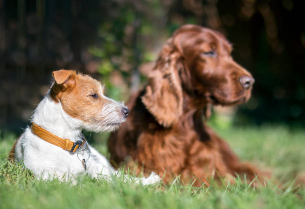 istock Pet friendship - lazy dogs resting in the grass 1044801190