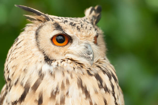 istock Eagle-owl-Indian. Close-up on eyes with orange edges. 1044801290