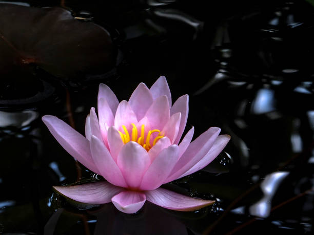 lírio de água-de-rosa bonito marliacea rosea em uma lagoa com um fundo escuro de água negra na luz solar. - lotus reflection flower single flower - fotografias e filmes do acervo