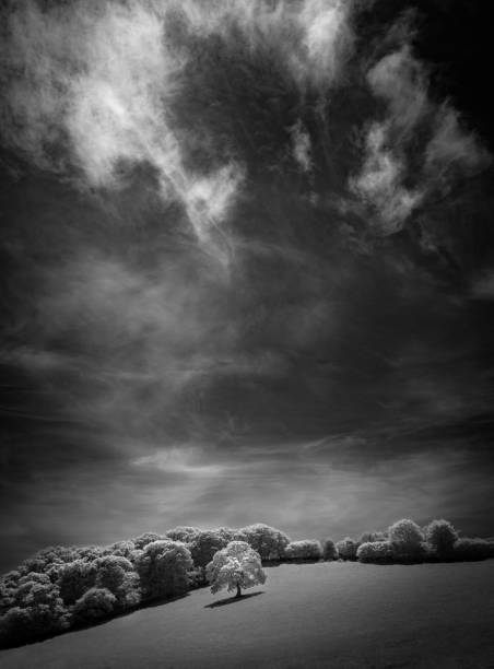 istock White Oak and sky captured in infrared black and white 1044803856