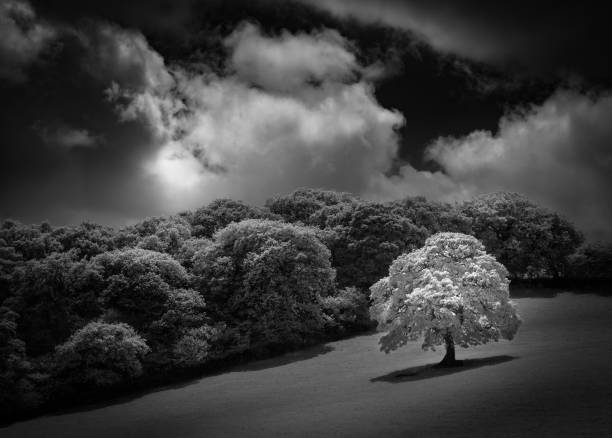 istock White Oak tree in field, captured in infrared black and white 1044803866