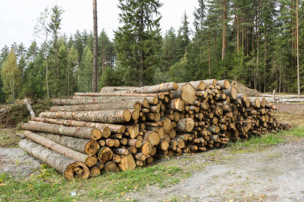 istock felled trees in the forest ready for transport. Timber industrial background 1044804096