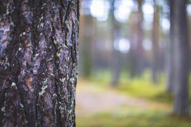 Forest view from Sotkamo, Finland.