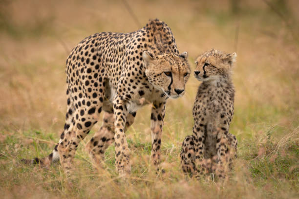 istock Cheetah appears to listen to whispering cub 1044808590