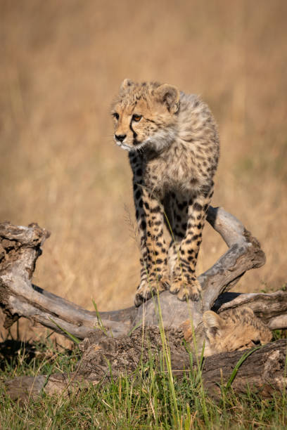 istock Cheetah cub balances on log in grass 1044808780