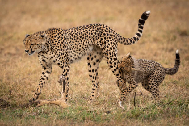 istock Cheetah cub bites leg of walking mother 1044808816