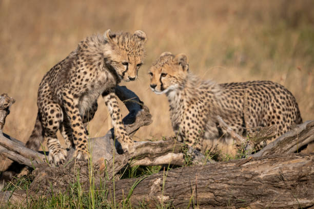 istock Cheetah cub climbs over log beside another 1044809036