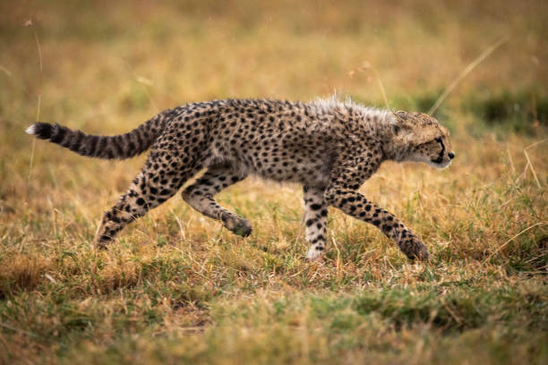 Two african cheetahs running fast. The second one is almost hidden beneath the high grass. Blurred motion.