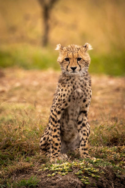 istock Cheetah cub facing camera sitting  on bank 1044809144