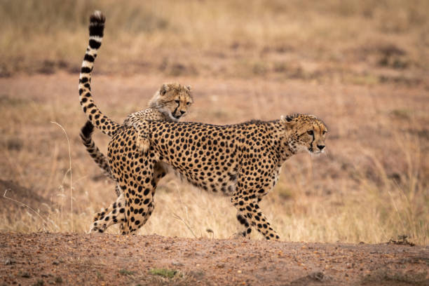 istock Cheetah cub grabs mother on earth bank 1044809152