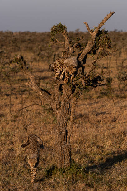 istock Cheetah cub in tree with mother below 1044809230