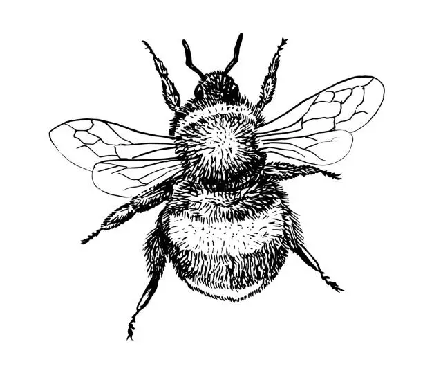 Vector illustration of Drawing of bumblebee - hand sketch of insect, black and white illustration