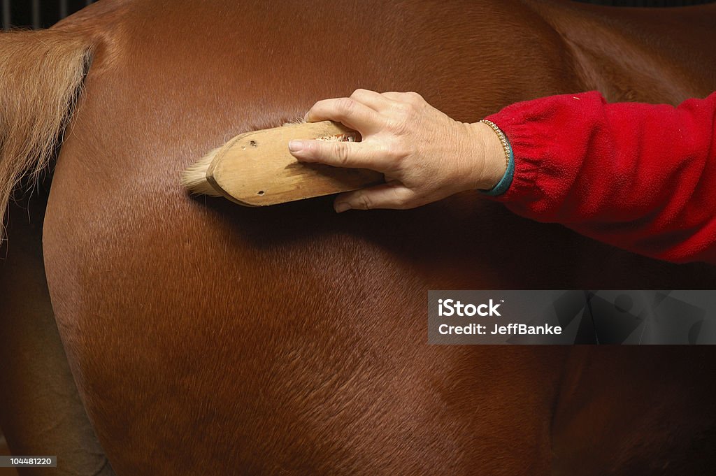Grooming seu cavalo - Foto de stock de Cavalo - Família do cavalo royalty-free