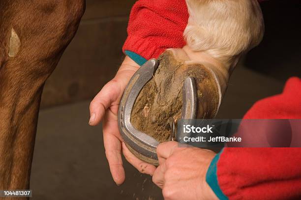 Limpeza Do Cavalo Casco - Fotografias de stock e mais imagens de Alazão - Cor de Cavalo - Alazão - Cor de Cavalo, Animal Doméstico, Casco - Pata de animal