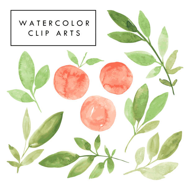 Peach Fruit Vector Vector Art Graphics Freevector Com