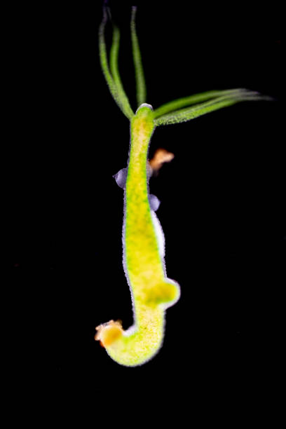 Hydra Budding Stock Photos, Pictures & Royalty-Free Images - iStock Hydra Budding Stock Photos, Pictures & Royalty-Free Images - iStock