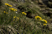 leontodon-sp-alpine-hawkbit-auf-wiese-schweizer-alpen.jpg?b=1&s=170x170&k=20&c=HCV4Blj0htiY6NYJEoiOXnuSZ6NfdnPtbg_0Ygakr1w=