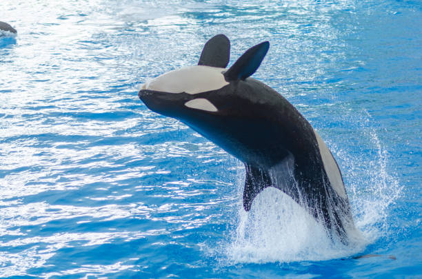 istock a jumping orca in a blue sea 1044817154