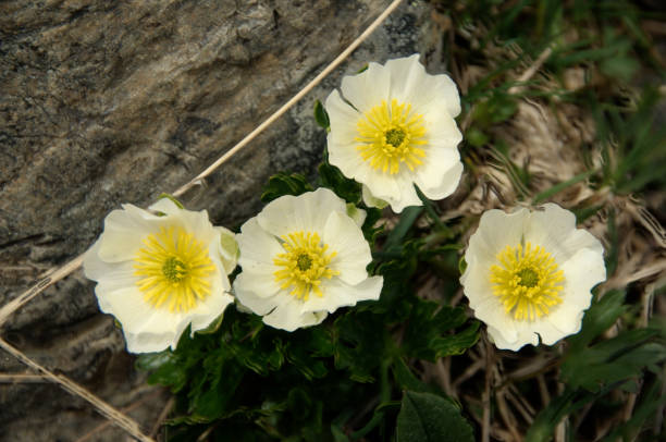 istock Ranunculus alpestris; white alpine buttercup on Pizol 1044819558