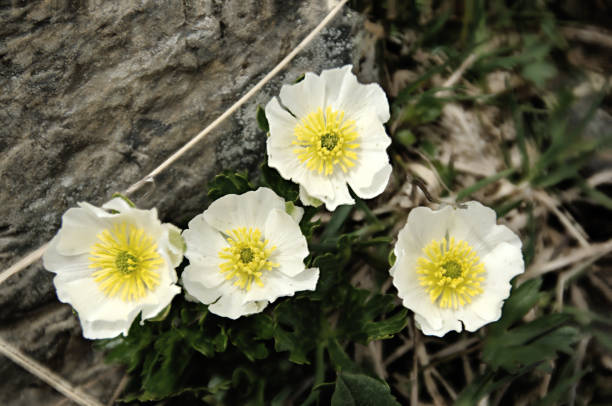 istock Ranunculus alpestris; white alpine buttercup on Pizol 1044819560