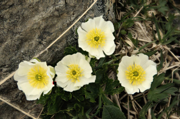 istock Ranunculus alpestris; white alpine buttercup on Pizol 1044819690