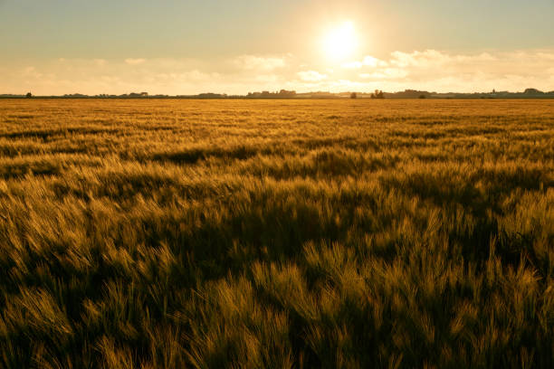 istock Orange colored wheat field at sunset 1044823482