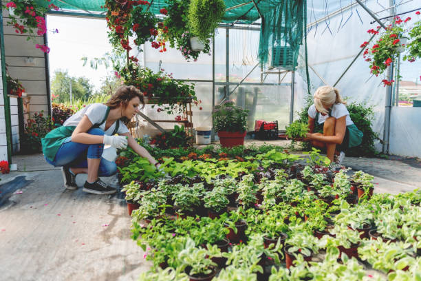 istock Two florists working in greenhouse 1044825022