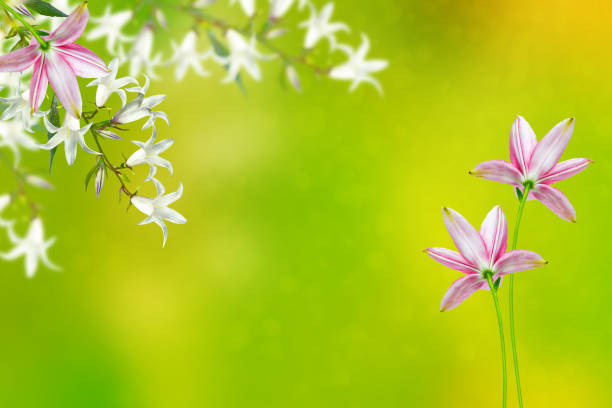 花の背景 - campanula small flower bouquet ストックフォトと画像