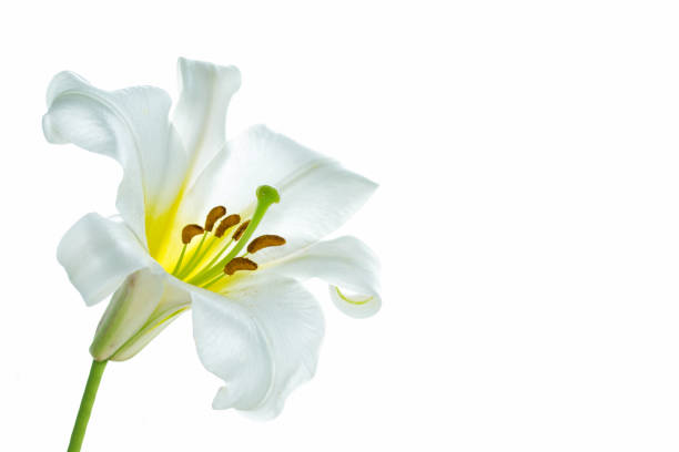 백합 꽃 흰 배경에 고립입니다. - lily nature flower macro 뉴스 사진 이미지