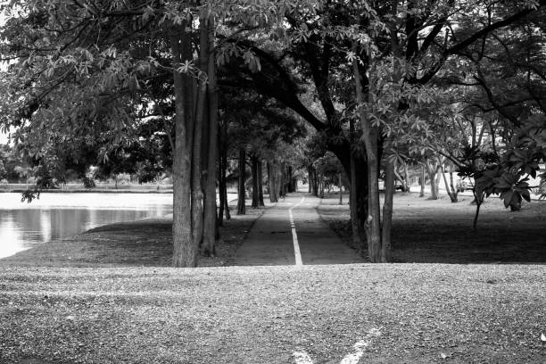 istock asphalt road in the park black and white style 1044833118
