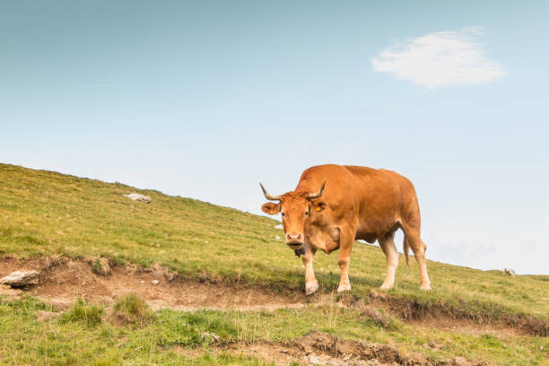 cows grazing on the slopes of the Pyrenees in France