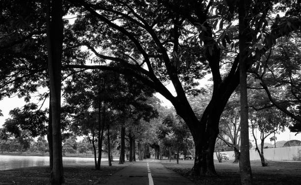 istock asphalt road in the park black and white style 1044833654
