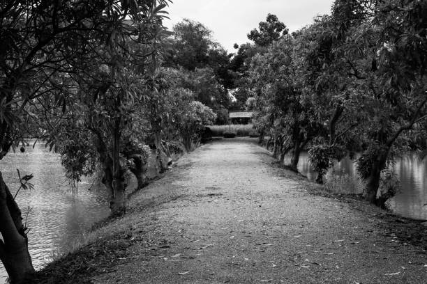 istock asphalt road in the park black and white style 1044833834