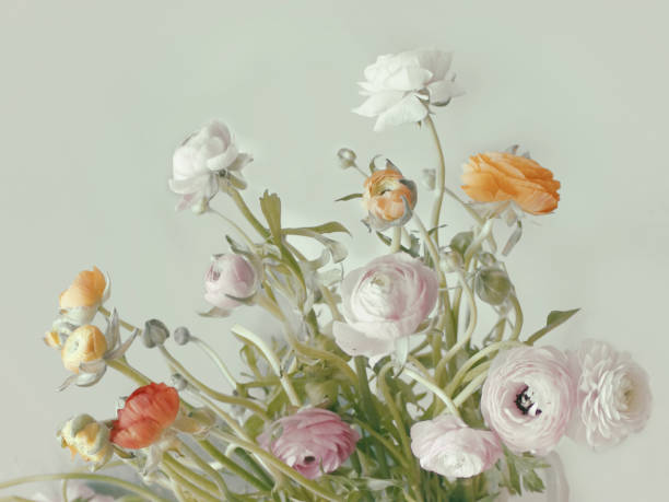 istock Festive flower. English rose composition 1044837698