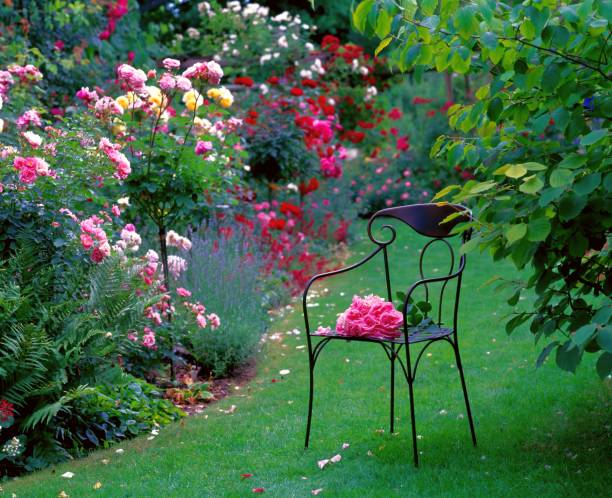 jardim de rosas com cadeira. - chair grass flower bed nobody - fotografias e filmes do acervo