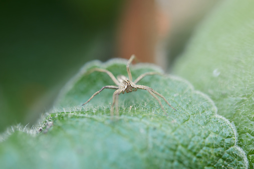 Nursery Web Spider: Close up of the head of a Nursery Web Spider (Pisaura mirabilis), showing the two rows of eyes. The spider is commonly found in grassland and scrub in the British Isles.