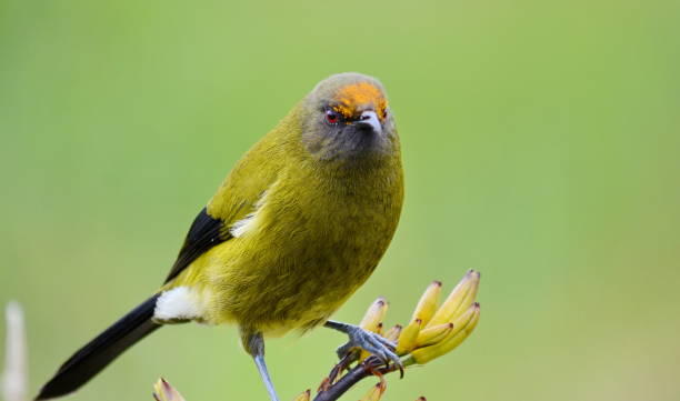 istock Bellbird in the wild 1044847286