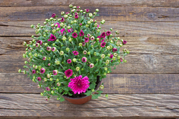 istock Chrysanthemum flowers on wooden background 1044847668