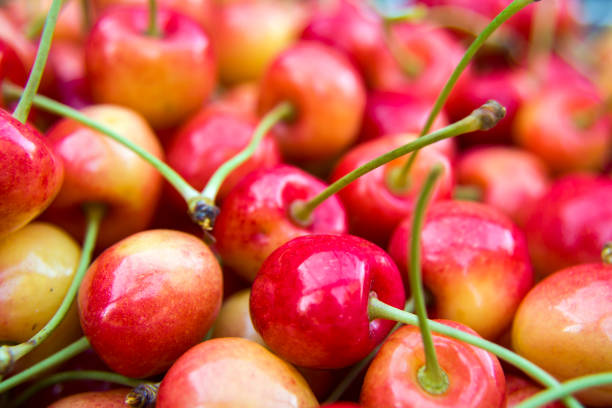 istock Red yellow cherries with petioles 1044848162