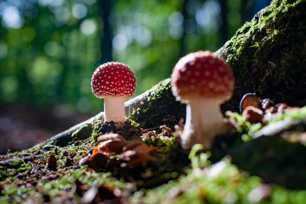 dangerous mushroom between the roots of a large oak tree with moss, beech nuts and green moss. fungus mushroom illuminated in atmospheric sunlight in an autumn scene - fungus roots imagens e fotografias de stock