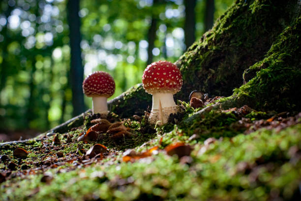 istock Dangerous mushroom between the roots of a large oak tree with moss, beech nuts and green moss. Fungus mushroom illuminated in atmospheric sunlight in an autumn scene 1044850616