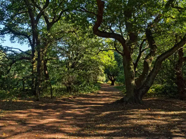 Wide sunlit dirt footpath through Sherwood Forest. Bordered by a hedge on the left and the trees and undergrowth of the forest on the right.