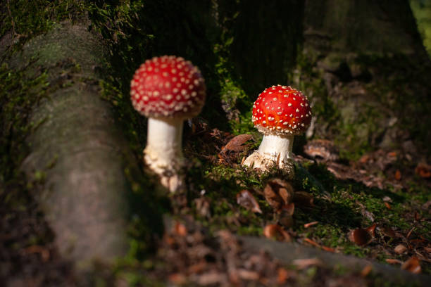 istock Dangerous mushroom between the roots of a large oak tree with moss, beech nuts and green moss. Fungus mushroom illuminated in atmospheric sunlight in an autumn scene 1044851348