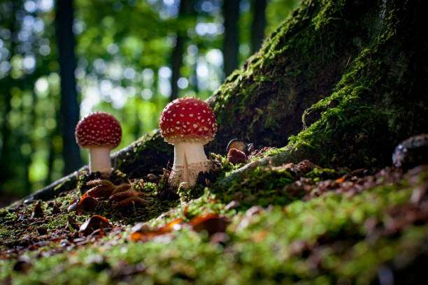 istock Dangerous mushroom between the roots of a large oak tree with moss, beech nuts and green moss. Fungus mushroom illuminated in atmospheric sunlight in an autumn scene 1044851350